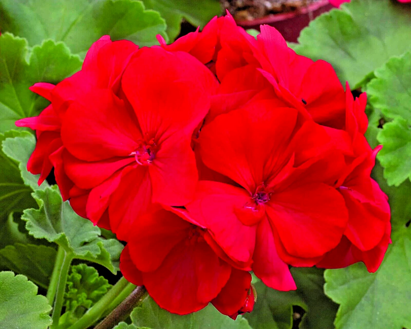 Red Geranium Cuttings – 3 Unrooted Pelargonium Live Plants for Rooting, Vibrant Flowering Garden and Indoor Plant
