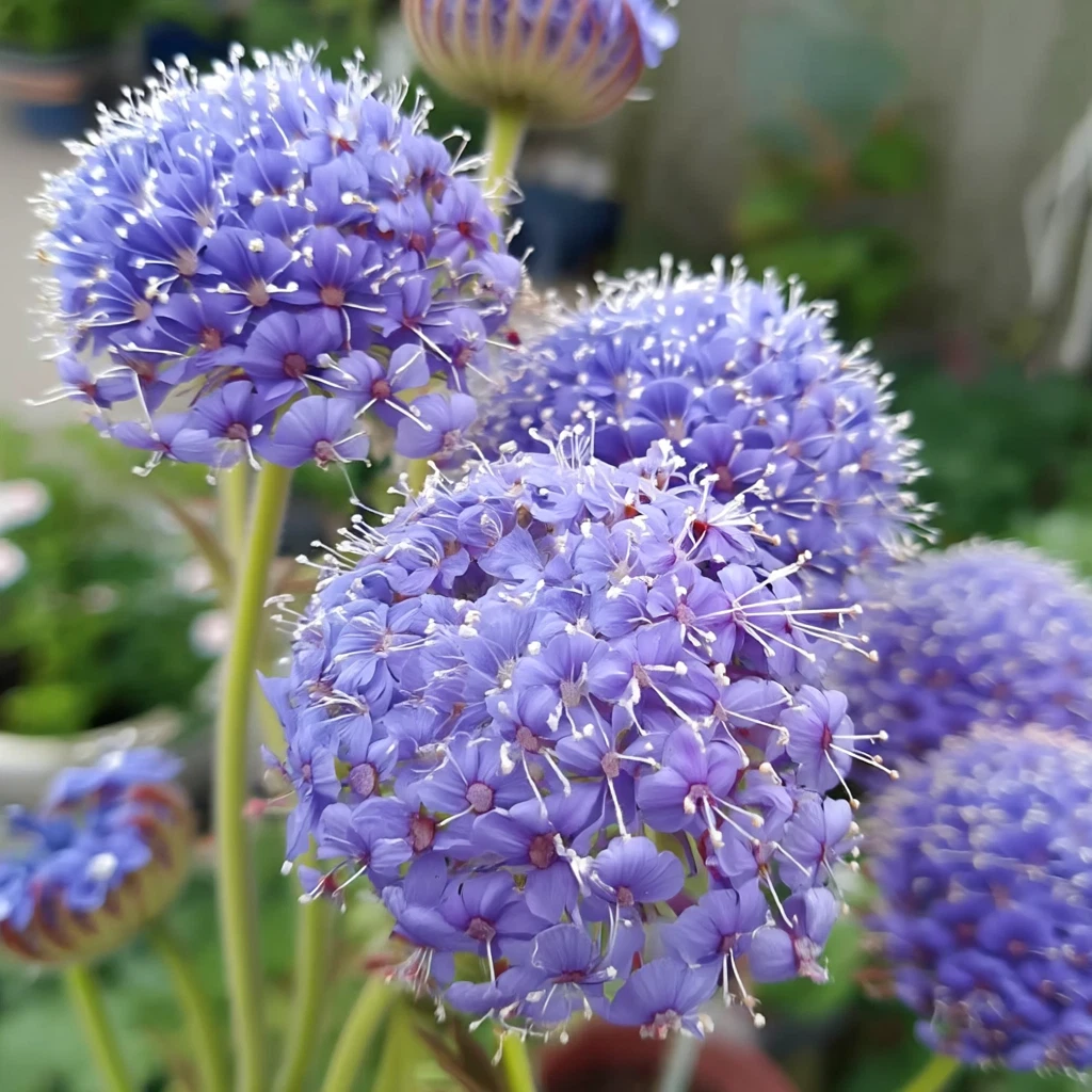 Blue Lace Flower Seeds | Didiscus Sweet Scented Annual | Delicate Blue Blooms for Cut Flowers | Botanical Name: Didiscus spp.