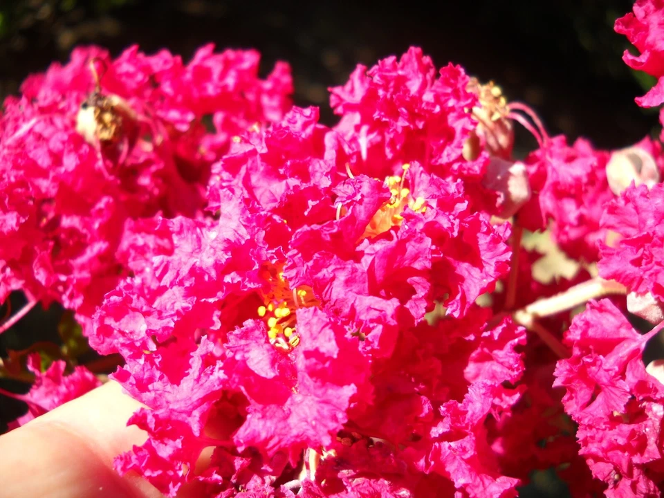 12 Crape Myrtle Cuttings Unrooted Live Branches Red Pink Raspberry Lagerstroemia for Propagation