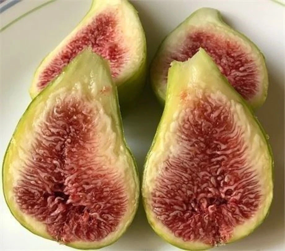 Dalmatie Fig Tree Cutting 8+ Inches Long with 3 Nodes, Hardy Fig Propagation Stem, Ficus carica