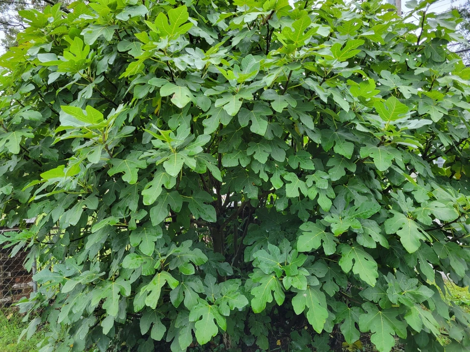 Celeste Fig Tree Cuttings Unrooted, Fruit Fig Propagation Set of 6 for Garden or Container Growing