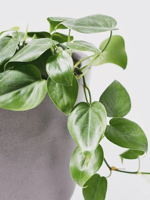 Philodendron Cordatum Heartleaf Cuttings Set of 4 – Indoor Vine Houseplant, 6-8 Inch Rooting Propagation Plants