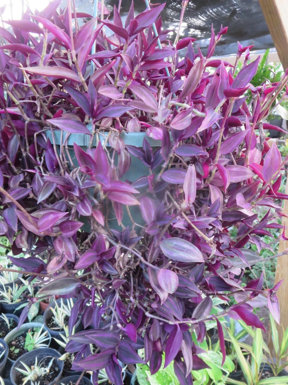 Tradescantia Zebrina Cuttings – 20 Dark Burgundy Wandering Jew Plant Propagation Material for Indoor Gardening