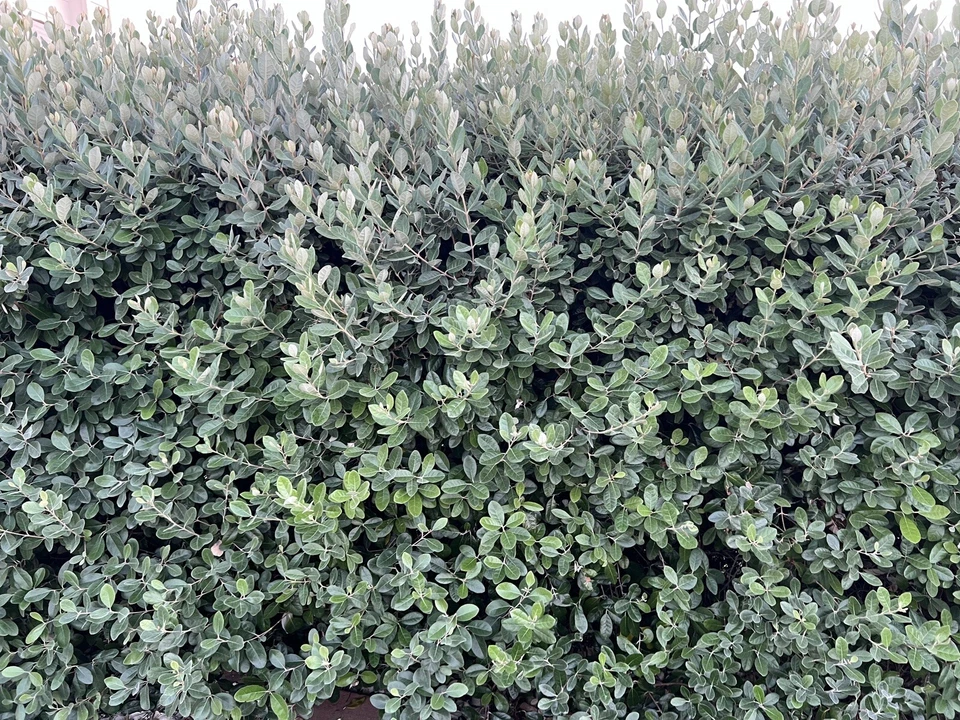 Pineapple Guava Feijoa Cuttings – 10 Unrooted Acca sellowiana, 6–8 Inch, Hardy Zones 7b–11, Fruitful Shrub for Garden or Landscape