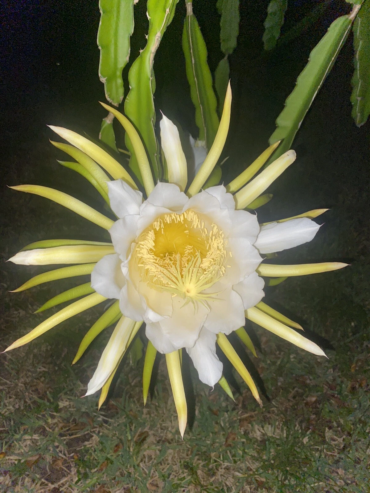 Night Blooming Cereus Live Plant – Queen of the Night Epiphyllum Oxypetalum Orchid Cactus with Fragrant White Flowers