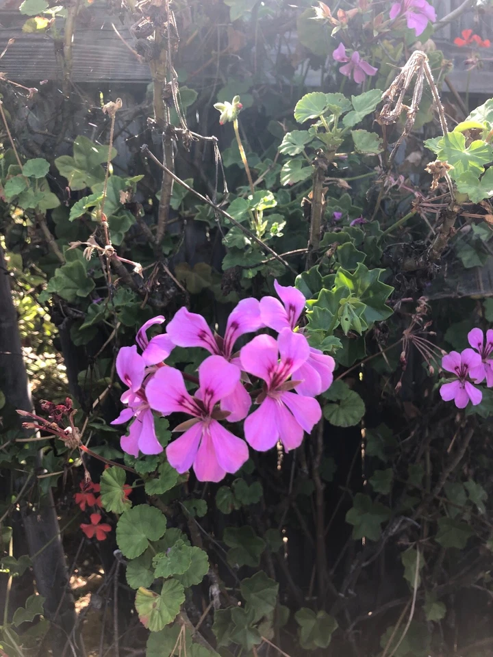 Purple Ivy Geranium Live Plant Cutting, Trailing Pelargonium Peltatum, 6 Inch, Indoor or Outdoor Container Plant