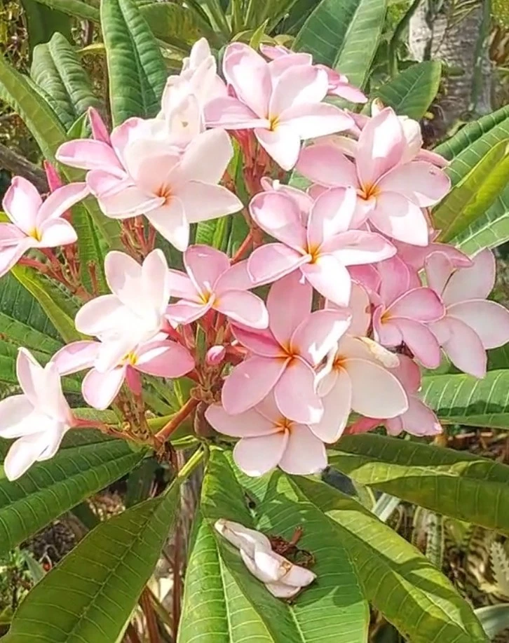 Pastel Pink Plumeria Cutting – 10 Inch Live Frangipani Plant for Garden or Container, Tropical Flowering Plant, Frangipani Propagation