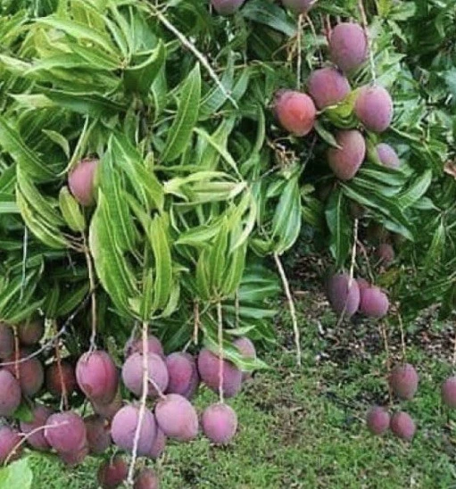 Purple Tommy Mango Scion Cuttings – 5 Fresh Grafting Scions for Mango Propagation, Mangifera indica Fruit Tree Cultivar