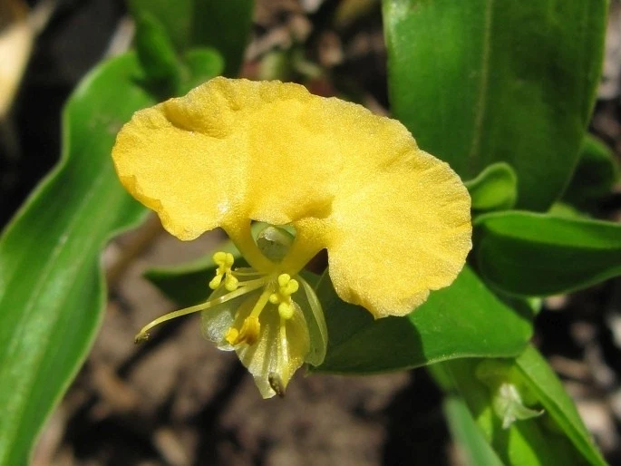 Commelina Africana Cuttings – Yellow Spiderwort Trailing Plant for Indoor Growing, Live Houseplant Propagation Material