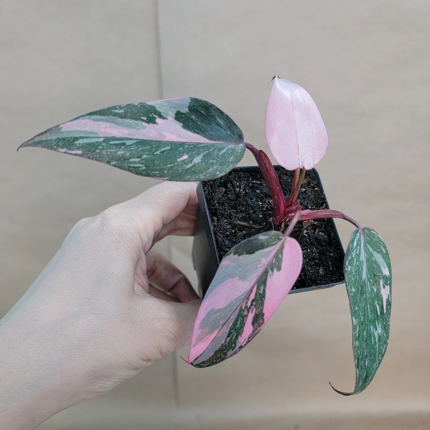Philodendron Pink Princess Live Plant – Variegated Philodendron Erubescens in 3-Inch Pot Indoor Houseplant