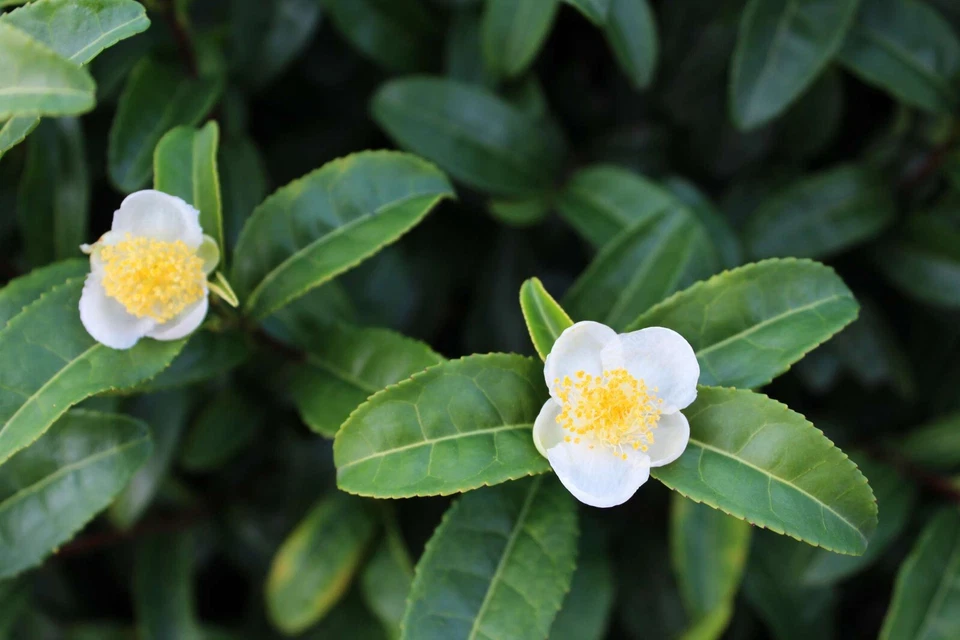 Camellia Sinensis Tea Plant Plug – Live 1–4 Inch Evergreen Shrub for Tea Cultivation, Tissue Culture Starter Plant