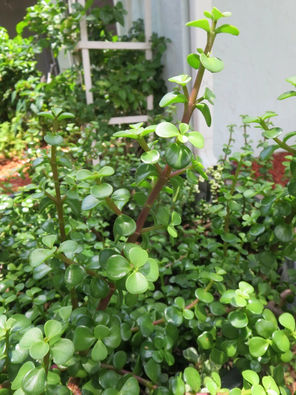 Portulacaria Afra Elephant Bush Succulent Cuttings – 10 Live Unrooted Propagation Plants for Indoor & Outdoor Gardens