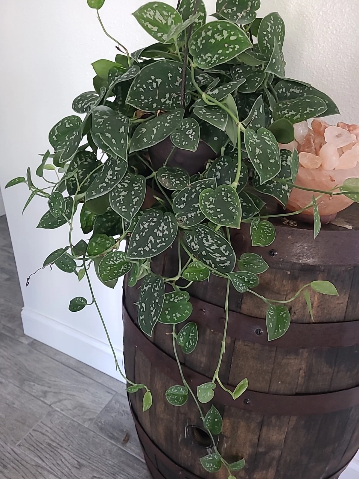 Silver Satin Pothos Cutting – 3 Node Fresh Scindapsus Pictus Cutting for Propagation – Trailing Houseplant, Green with Silver Foliage