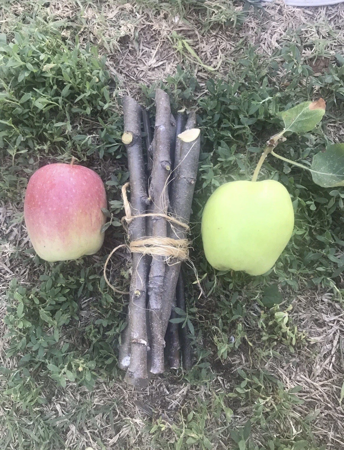 Apple Tree Cuttings Set of 3 – Organic Live Grafting Branches for Propagation, Fruit-Bearing, Unrooted