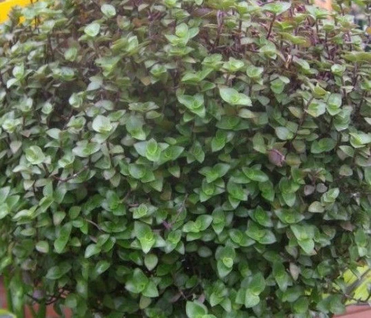 Set of 10 Callisia repens Dwarf Bolivian Wandering Jew Cuttings, Trailing Houseplants, Low-Maintenance Indoor Greenery