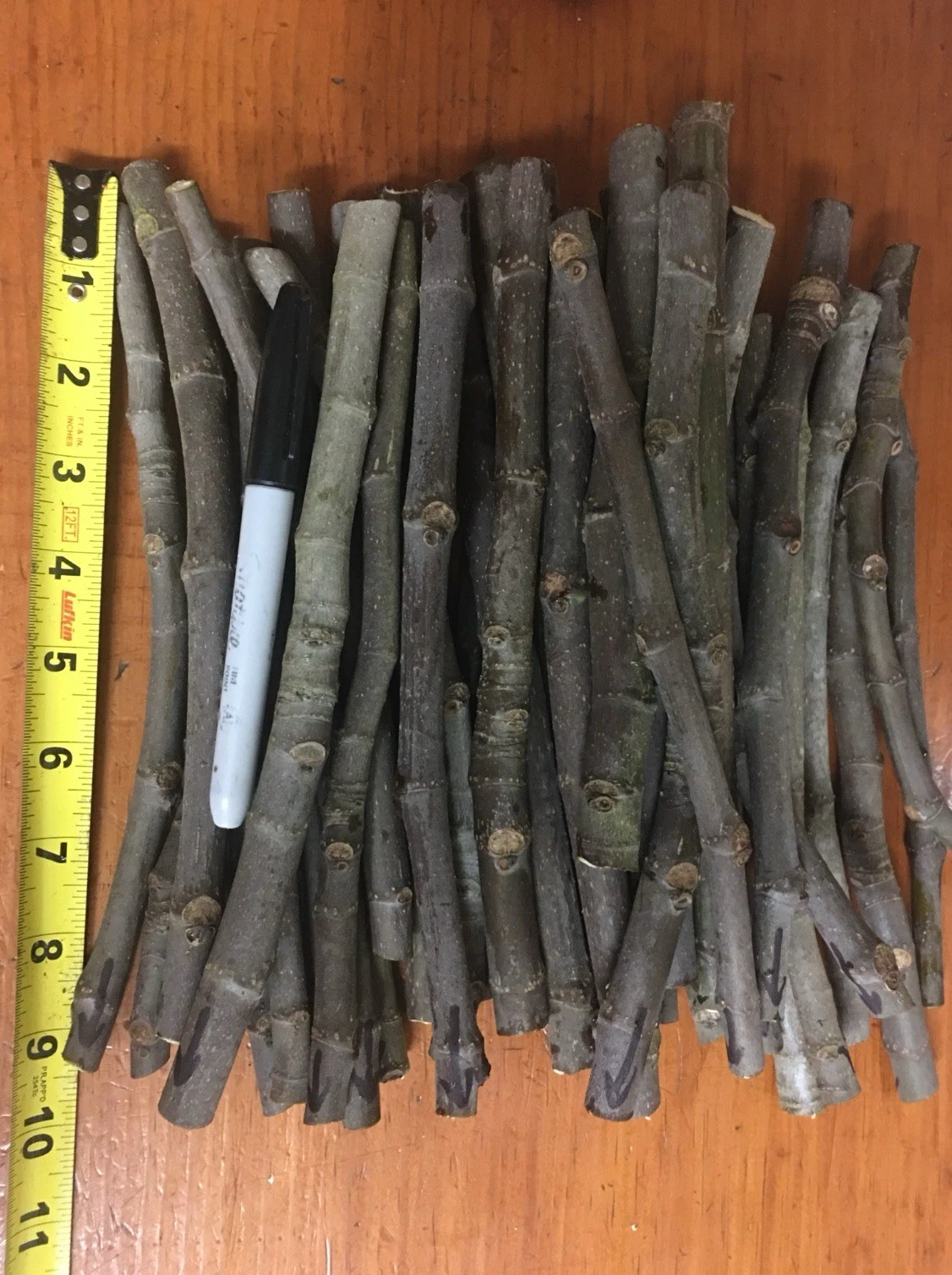 Negronne Fig Tree Cuttings - 3 Unrooted Ficus Carica 'Negronne' for Propagation - Fresh Fruit Tree Cuttings
