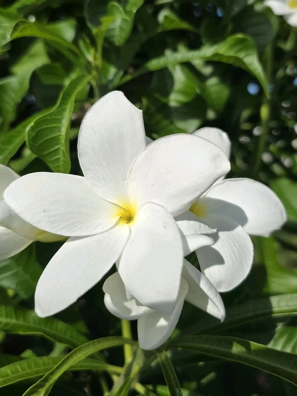 White Plumeria Cuttings – 4 Fresh Unrooted Frangipani Plant Starters, 8–12 Inch Tropical Flowering Plants, White Blossoms, Plumeria alba