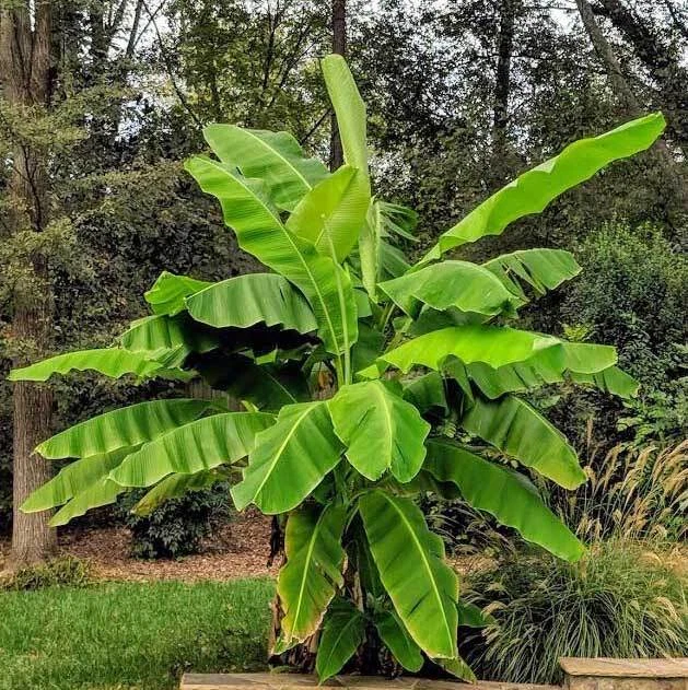 Basjoo Banana Tree Starter Plant – Small Rooted Musa basjoo Live Tropical Ornamental Banana for Outdoor Garden