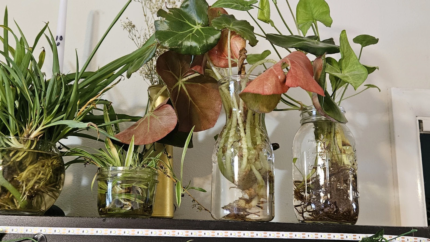 Beefsteak Begonia Cuttings – Live Plant Propagation for Indoor Gardening – Begonia erythrophylla Foliage Plant