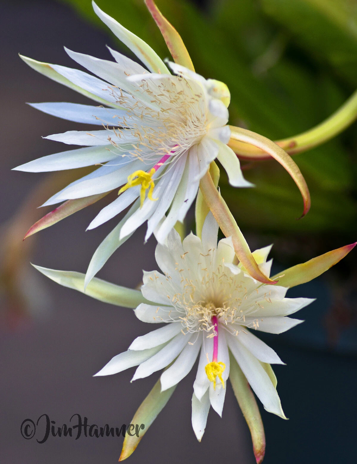 Epiphyllum hookeri Orchid Cactus Cuttings – 2 Unrooted 8–10 Inch Trailing Epiphytic Cactus Propagation Material