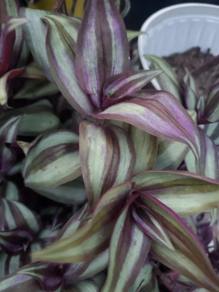 Tradescantia Zebrina Plant Cuttings – 10 Live Wandering Jew Trailing Houseplant, Purple Green Striped Foliage