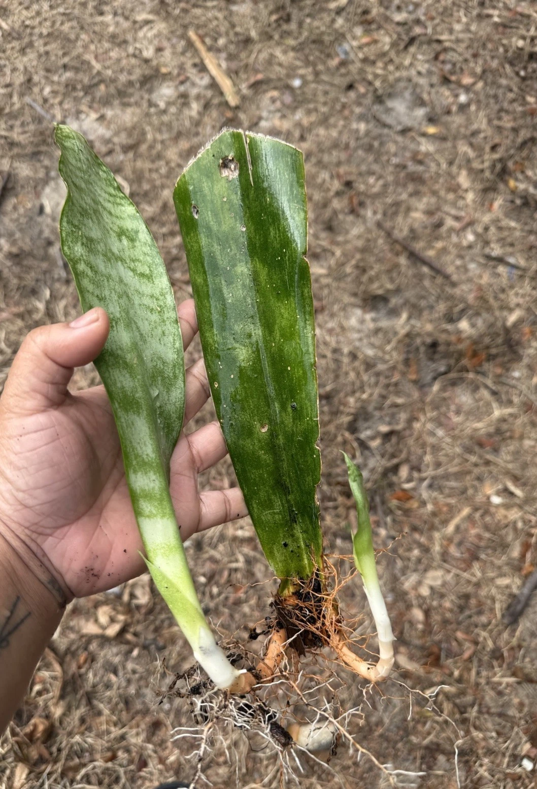 Snake Plant Rooted Cuttings – 3 Live Dracaena Trifasciata Houseplant Clippings for Indoor Growing, Air-Purifying, Low Maintenance
