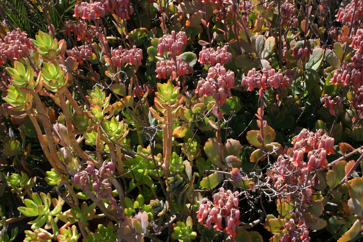 Succulent Cuttings Assorted Varieties 5x5x5 Box Fresh Unrooted Live Clippings for Propagation