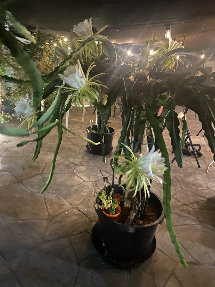 Red Dragon Fruit Cuttings – 3 Unrooted Cactus Propagation Cuttings, Tropical Vine, Hylocereus costaricensis