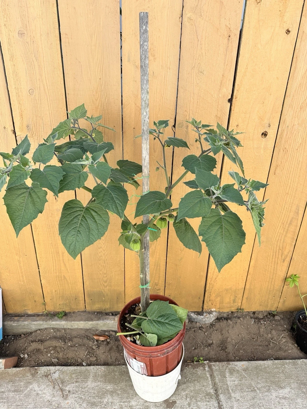 Golden Berry Cape Gooseberry Cuttings – Physalis peruviana Fruit Plant Live Set of 6, 4-Inch Garden Plants