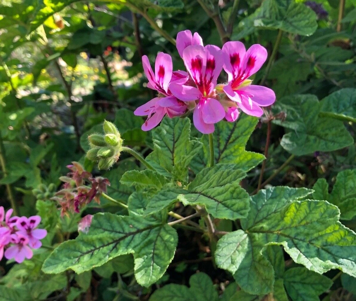 Pink Pepper Scented Pelargonium Cuttings – Lavender Pink Geranium Live Plant, 4–6 Inches, Fragrant Leaves, Container or Garden Bed