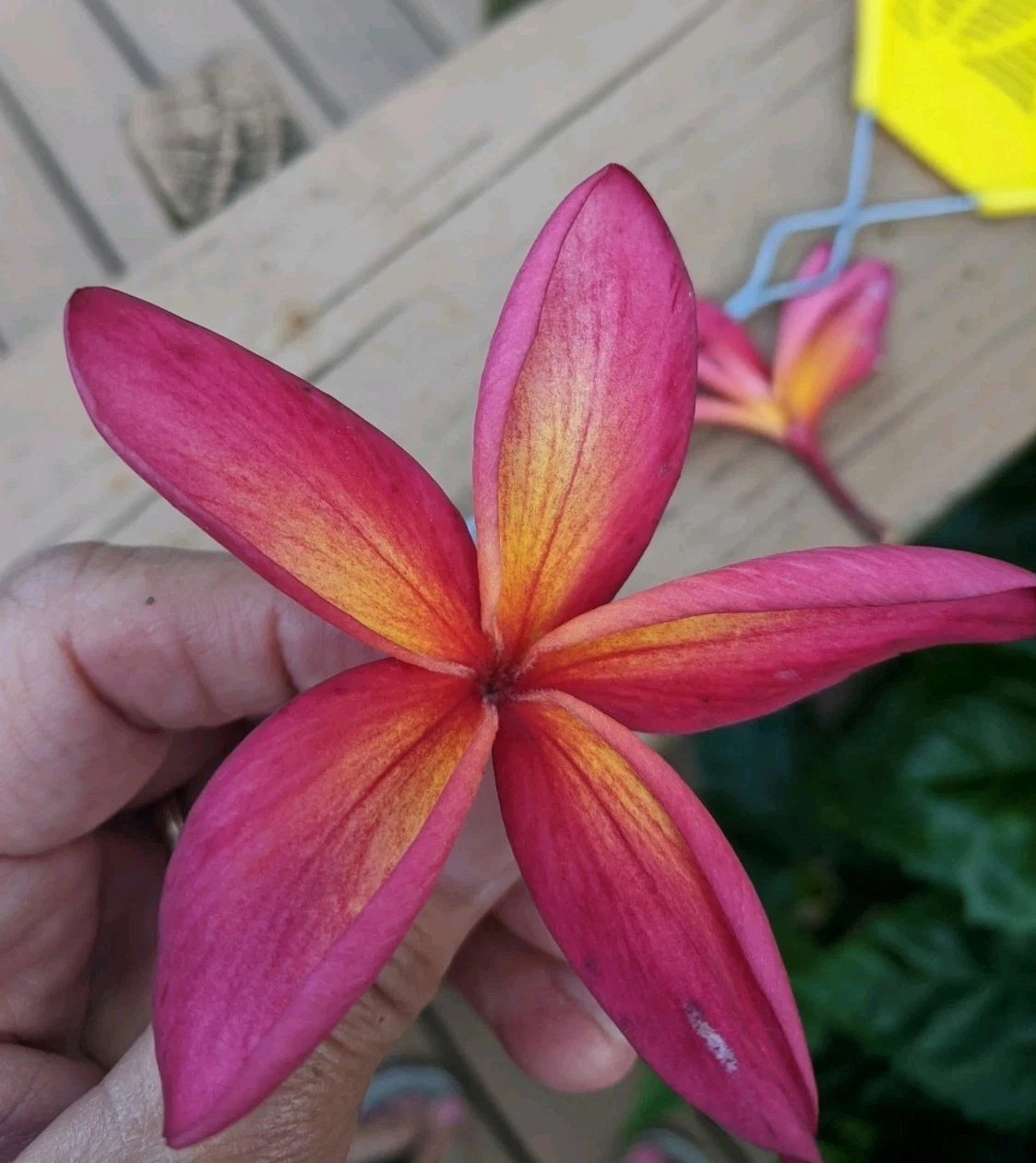 Pink and Yellow Plumeria Cuttings – 2 Fresh Unrooted Frangipani Starter Cuttings, Tropical Garden, Garden Plant, Plumeria Alba