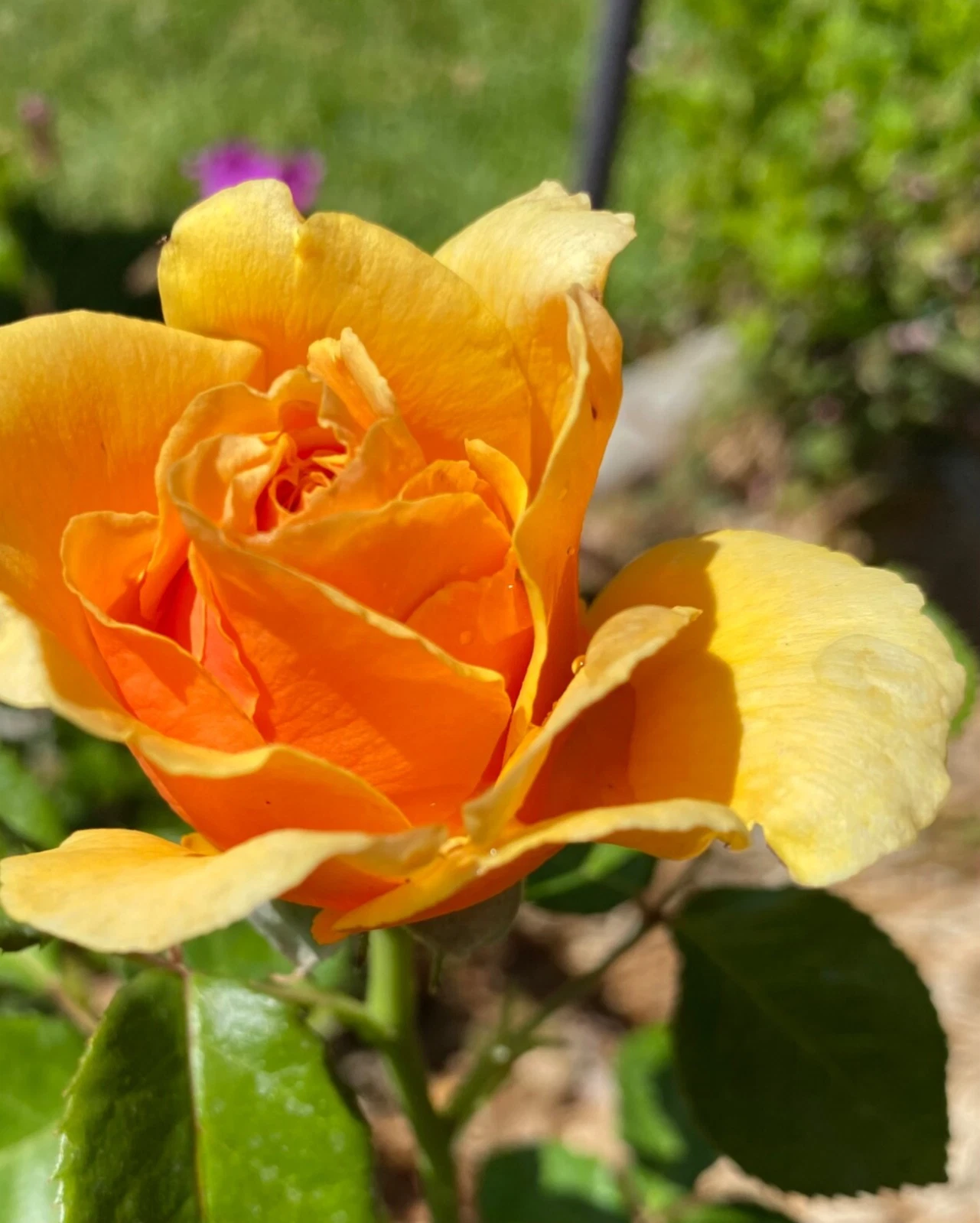 Yellow Apricot Rose Cuttings, Unrooted Rosa Flower Propagation Set of 5 for Grafting and Rooting
