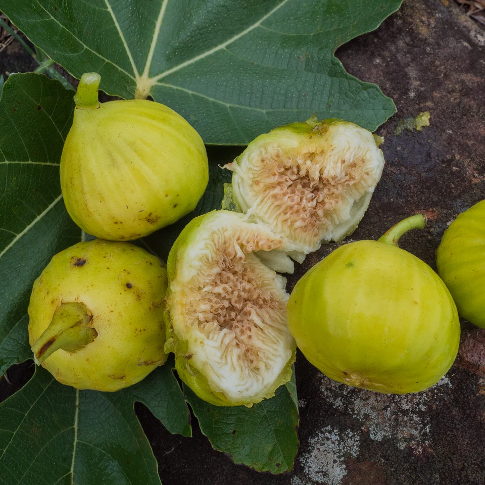 White Marseille Fig Cuttings – 2 Fresh Ficus Carica Propagation Set with Willow Water for Gardening and Fruit Trees