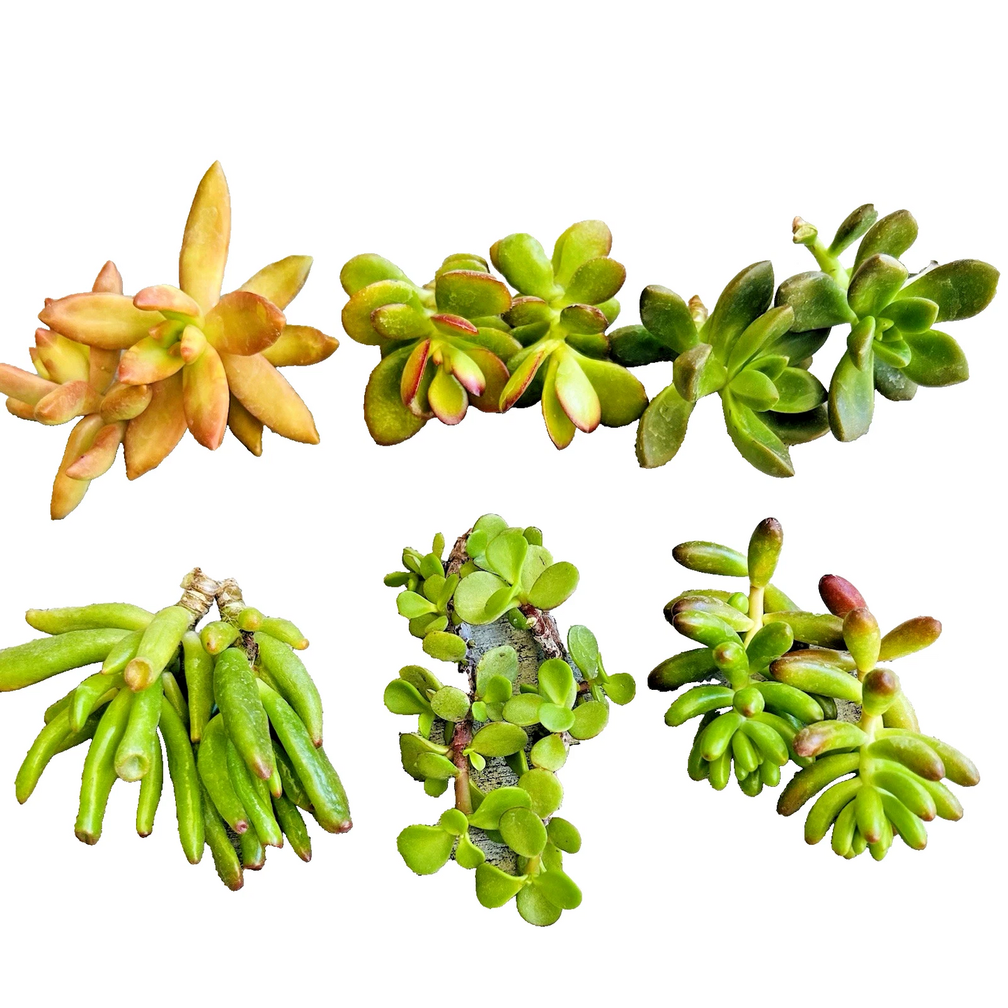 Succulent Clippings Set of 12 Unrooted Live Propagation Cuttings Assorted Succulents 2 Inch Varieties