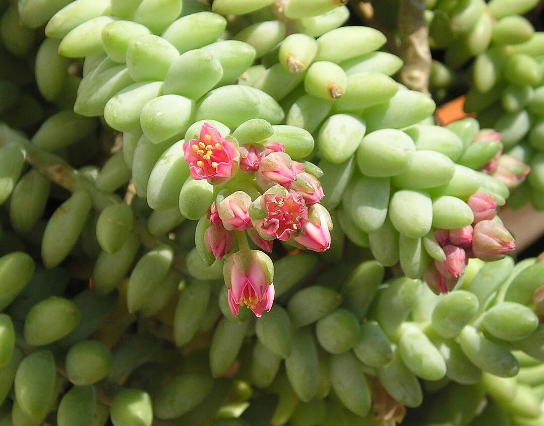 Donkey Tail Succulent Cutting – 4 Inch Sedum morganianum Unrooted Trailing Succulent for Propagation