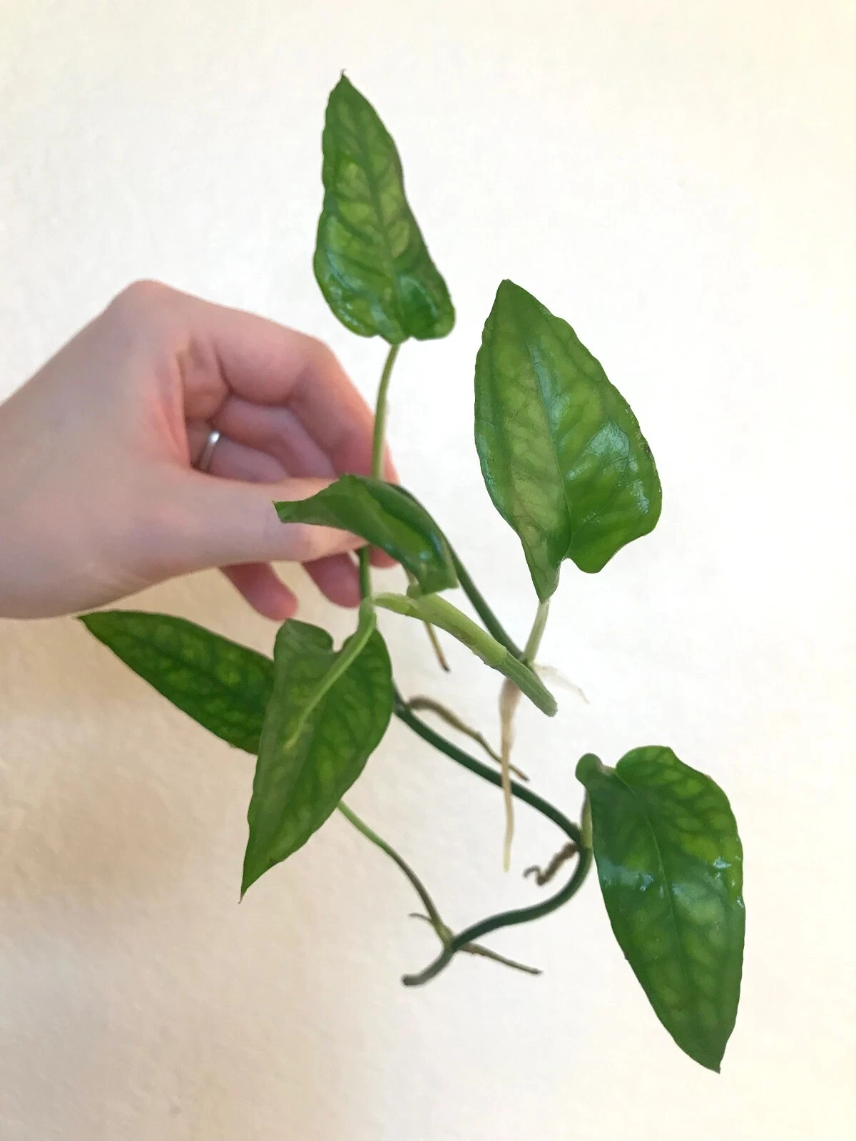 Epipremnum Skeleton Key Cutting with 5+ Nodes, Tropical Vine Houseplant for Propagation, Vivarium, Terrarium, Indoor Green Plant