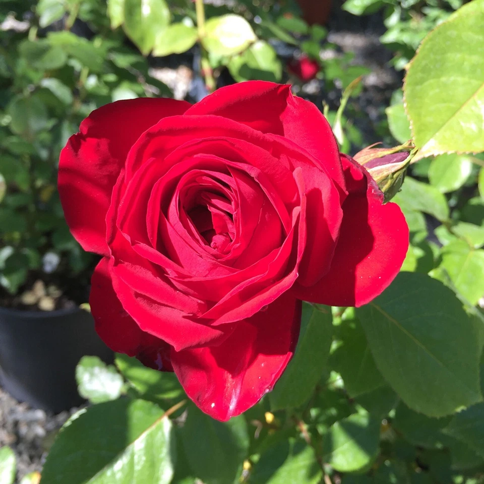 Kashmir Rose Cuttings Live, 6 Unrooted Red Flowering Shrub Propagation Plants, Garden Flowering Plant