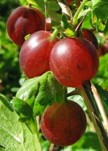 Captivator Gooseberry Live Rooted Plant – Dormant Shrub, Self-Pollinating, Zones 3-8, Ribes uva-crispa