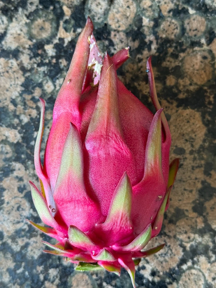 Trish Red Australian Dragon Fruit Cutting – 8–10 Inch Hylocereus Cactus Vine for Planting, Unrooted Fruiting Plant