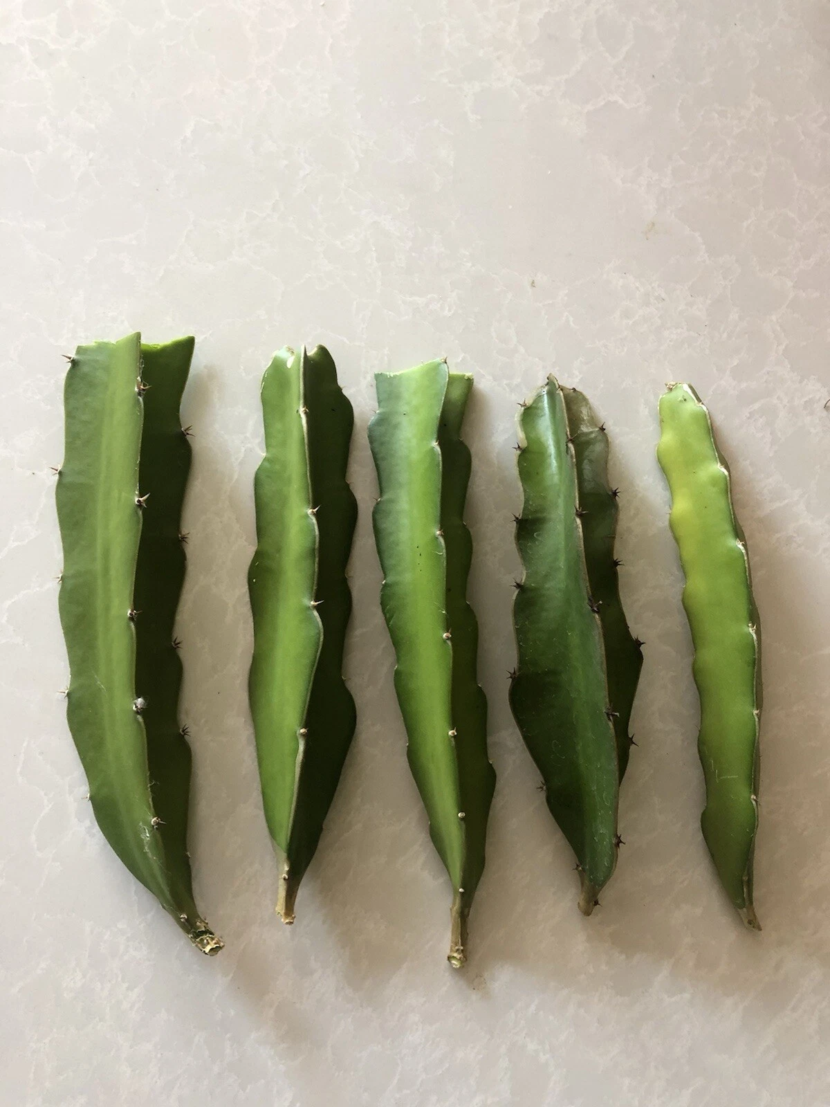 Red Dragon Fruit Cuttings – 5 Unrooted Pink Skin Hylocereus Cactus Vines for Planting, Climbing Cactus Propagation