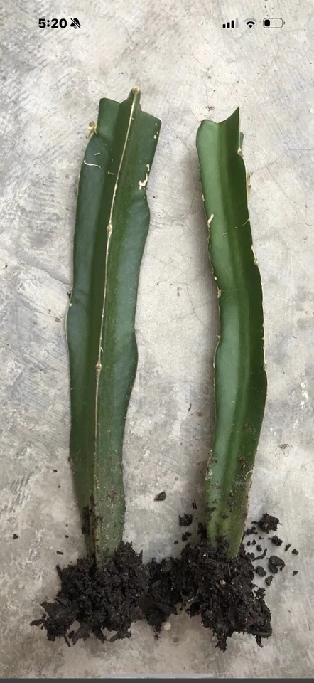 Rooted Dragon Fruit Plants – 8 Inch Live Hylocereus Cactus Vines for Gardening, Easy to Grow, Edible Fruit, Ready to Plant