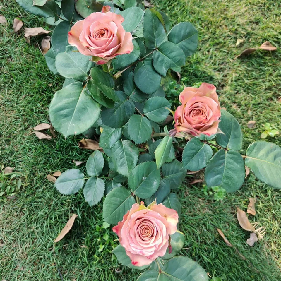 Cappuccino Rose Cuttings Live, 3 Unrooted Rose Stem Cuttings for Grafting and Propagation, Rosa 'Cappuccino'