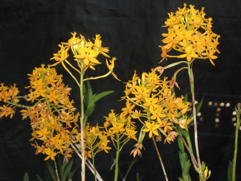 Epidendrum Orchid Cuttings Set of 2 Dark Yellow Flowering Cane Orchids 10-12 Inches Indoor Outdoor Plant