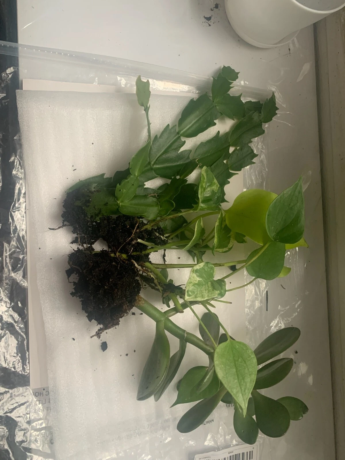 Rooted Indoor Plants Variety Set - Jade, Cactus & Pothos Live Plants - Crassula spp. & Epipremnum aureum for Home & Office