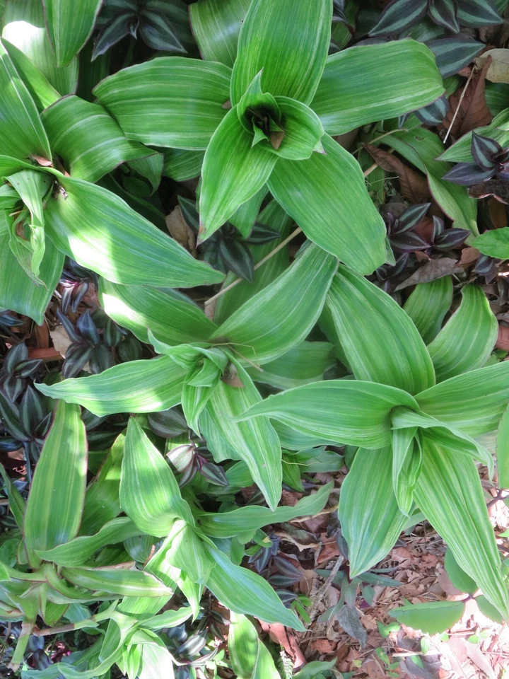 Variegated Callisia Fragrans Basket Plant Pups – Indoor Trailing Houseplant, Easy Care, Fresh Starter Plants