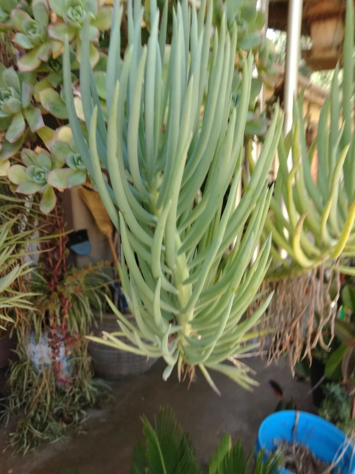 Blue Chalk Sticks Succulent Cuttings – 2 Senecio mandraliscae Live Propagation Plants for Indoor Garden and Landscaping