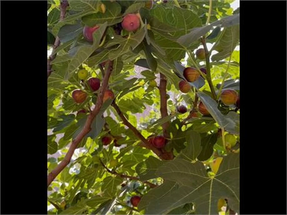 Hardy Chicago Fig Cuttings – Bulk Pack of 20 Ficus carica Unrooted Propagation Cuttings for Home Garden and Orchard
