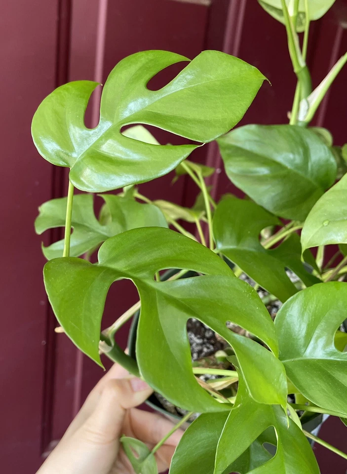 Rhaphidophora Tetrasperma Cuttings – Mini Monstera Propagation Kit with 2 Leaves & 2 Nodes, Easy Care Indoor Plant