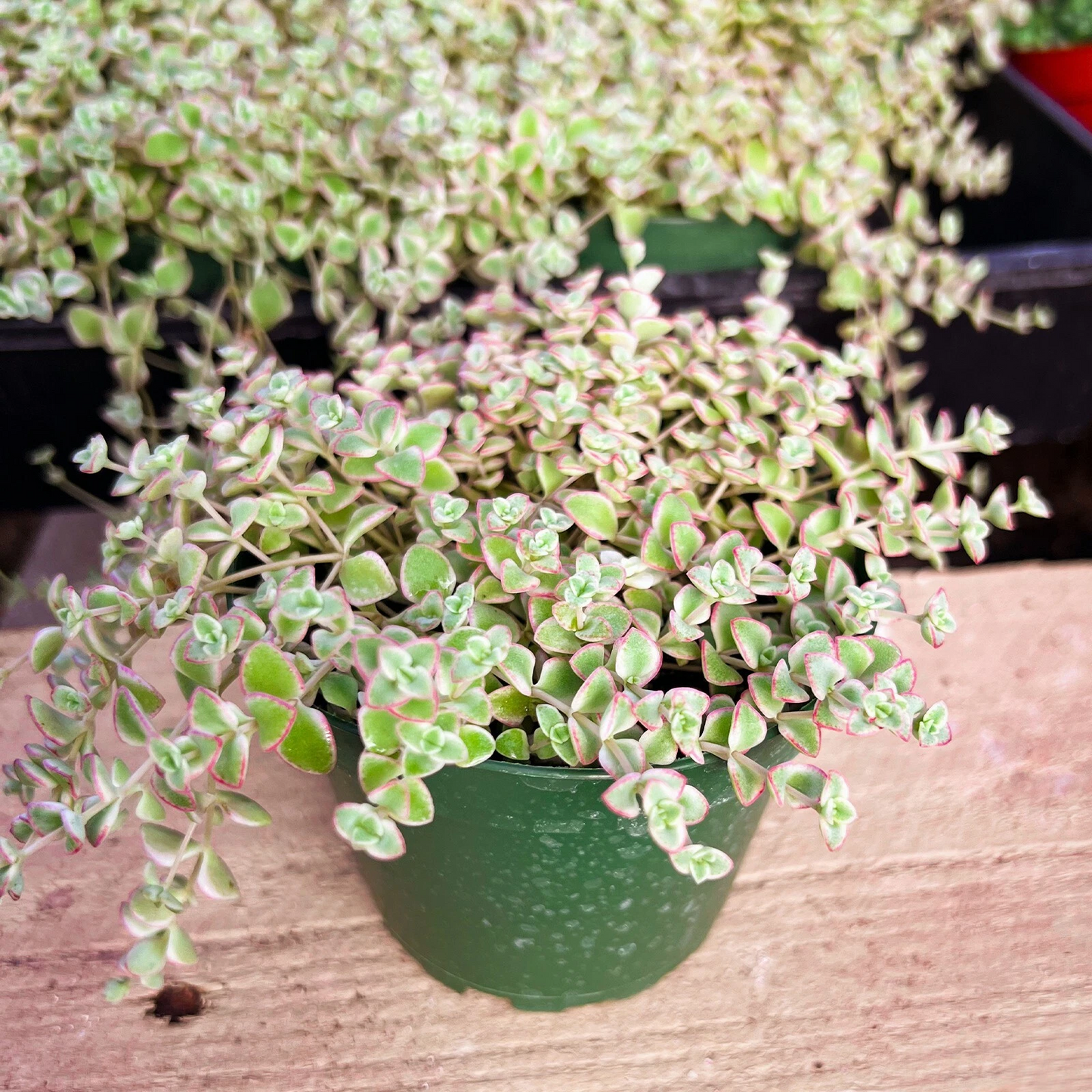 Crassula Sedum Little Missy Fully Rooted Succulent Plant in 4 Inch Pot Indoor Live Plant, Easy Care, Vibrant Green Foliage