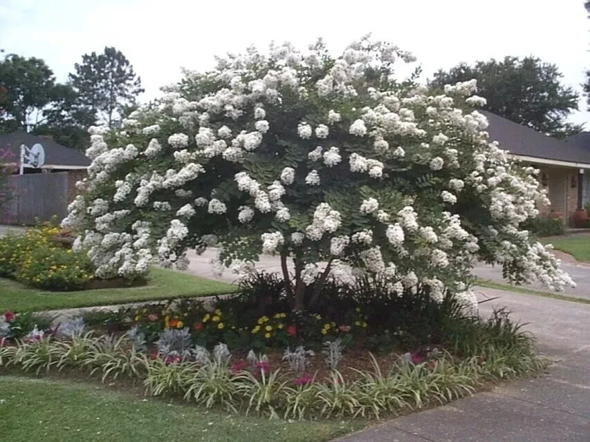 Crape Myrtle Cuttings – Petite Snow Lagerstroemia indica – 5 Fresh Stem Clippings for Rooting & Grafting